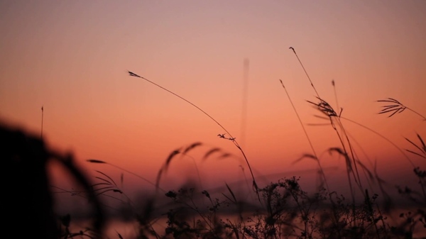 夕阳下的芦苇荡视频