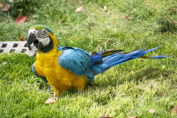 草地上漂亮的蓝黄相间鹦鹉