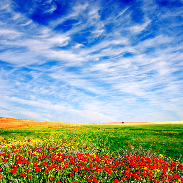 蓝天草地红花风景图片图片