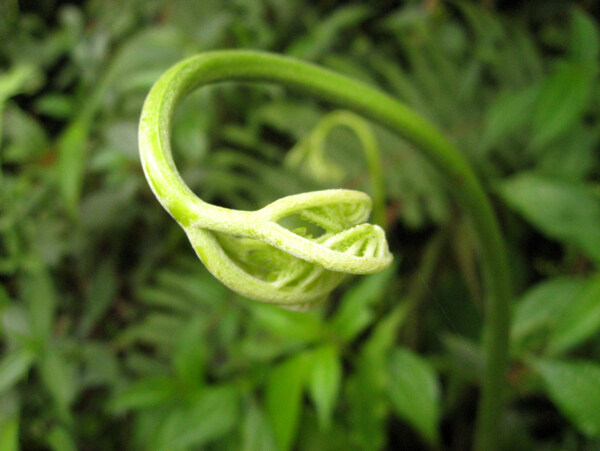 鳳尾蕨幼葉图片