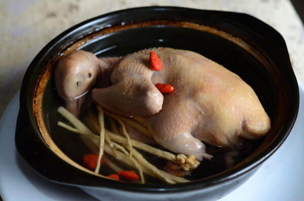 鸽子煲图片