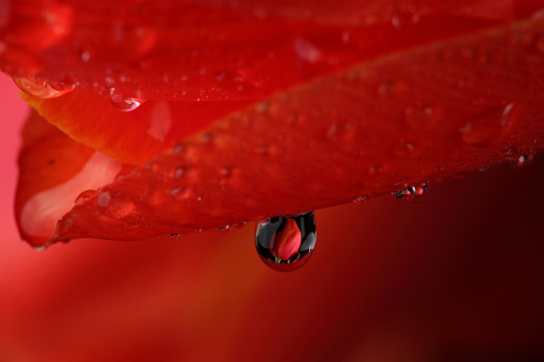 水滴与花瓣