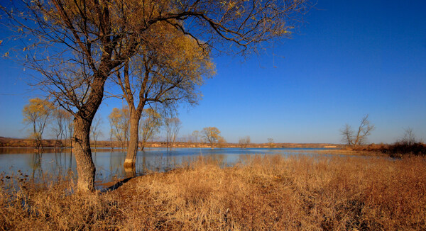 金色树池塘秋色风景图片