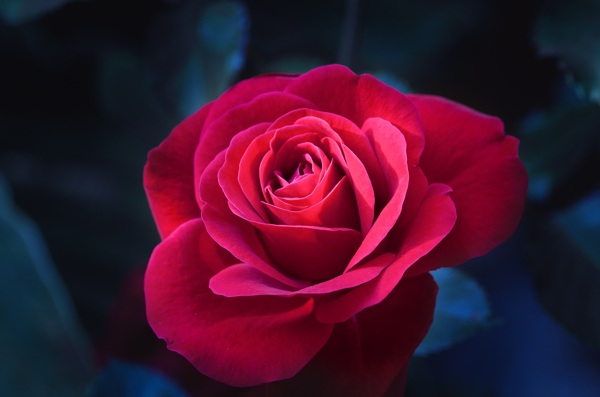 丝绒般的玫瑰花