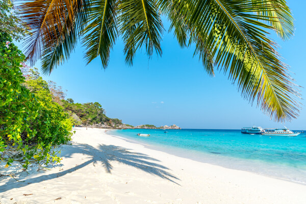 美丽的海边椰子树背景图片