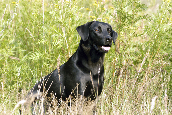 草丛中的黑狗