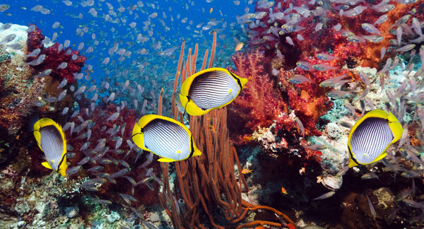 珊瑚礁和热带鱼