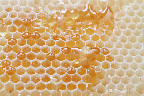 蜂窝上的蜂蜜图片