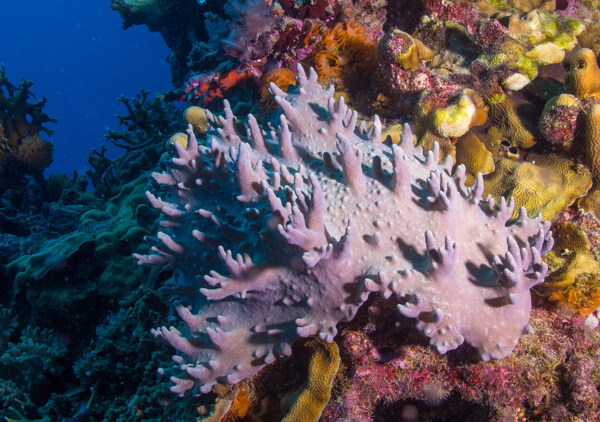 海底珊瑚世界