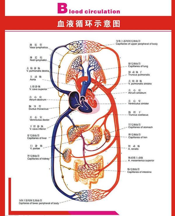 人体科普图血液循环示意图为位图图片