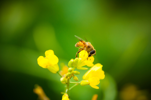 蜜蜂特写黄色花图片