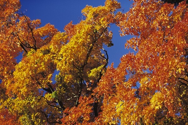 秋季的枫树美景图片