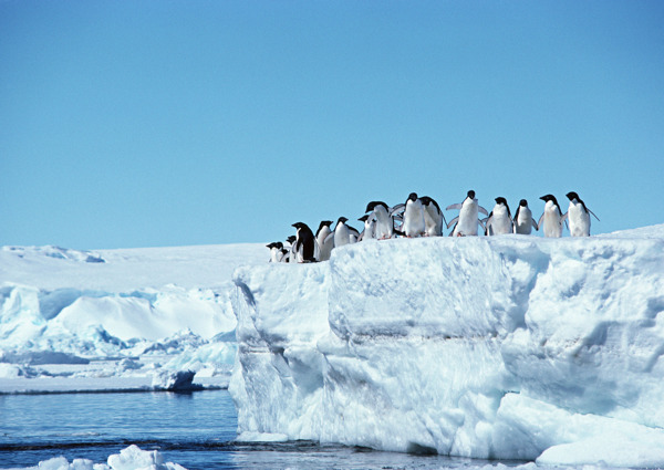 南极冰川上的企鹅图片