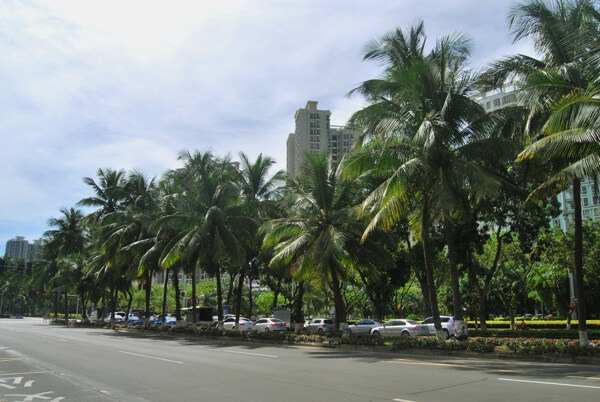 海南椰树摄影