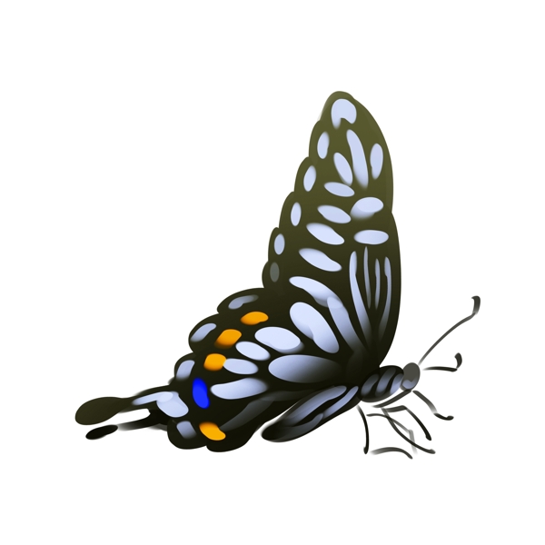 黑色的蝴蝶装饰插画