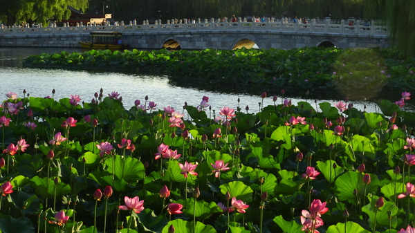 北京北海公园风景