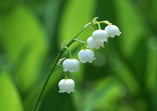 山间花卉