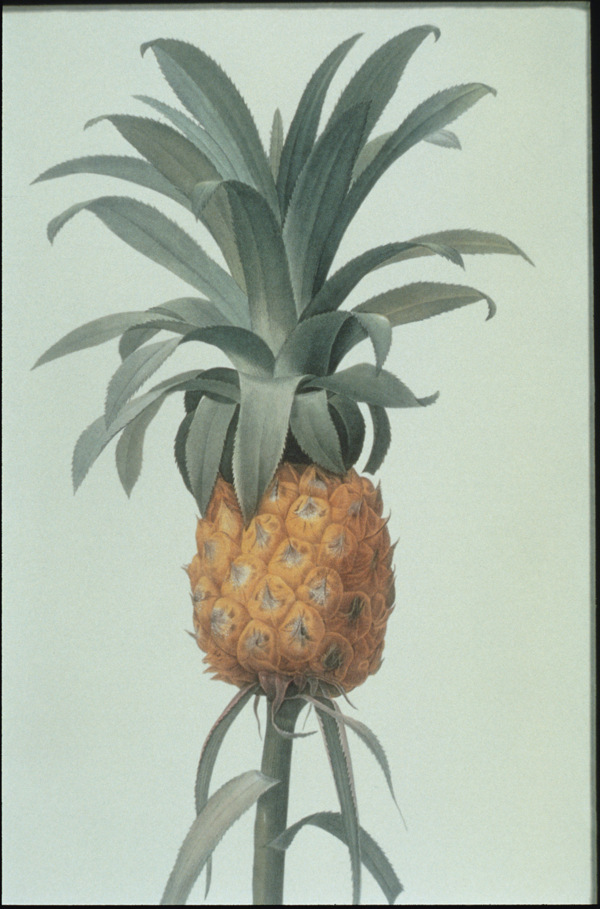 油画菠萝图片