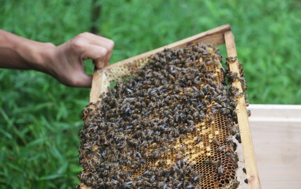 养蜂蜂脾图片