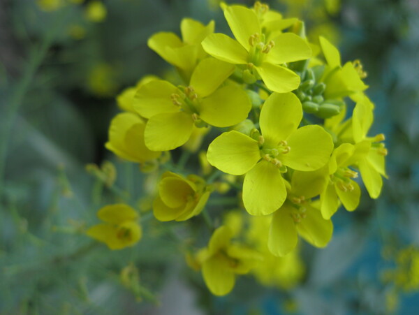 油菜花图片