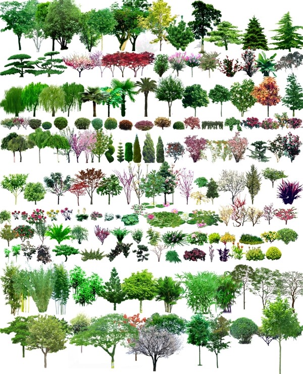 植物分层图图片