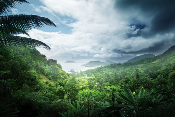 热带雨林景色图片