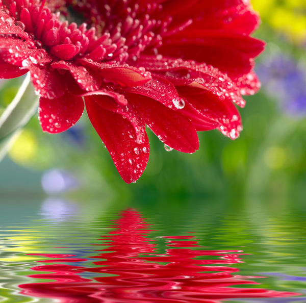 花朵露珠与水面倒影图片