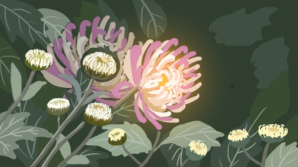 菊花写实植物插画背景