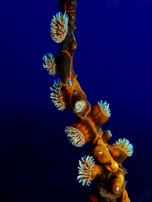 海洋生物