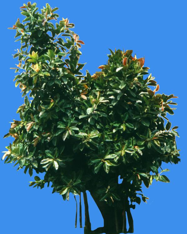 印度橡胶榕植物素材