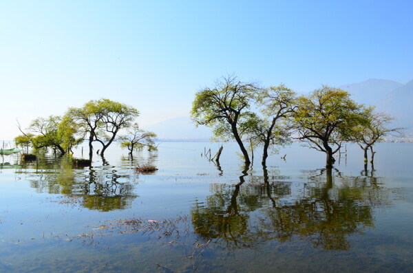 洱海树图片
