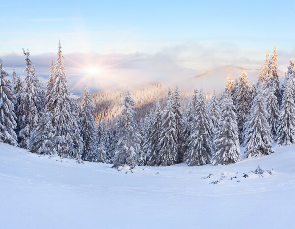 美丽冬天树林雪景图片