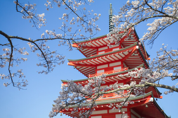 樱花与日本塔图片