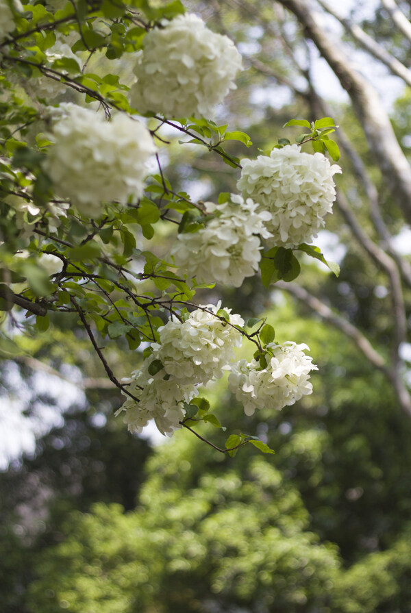 琼花