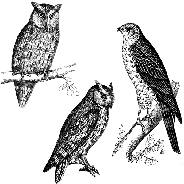 素描猫头鹰和老鹰
