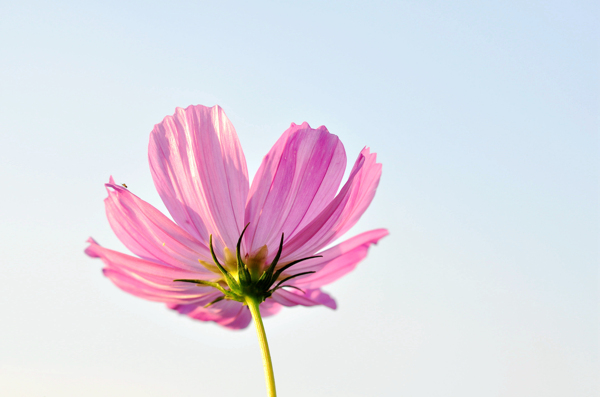 格桑花图片