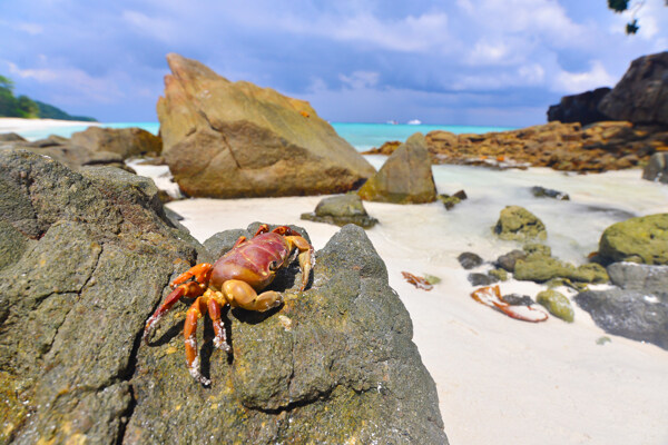 爬在大石头上的螃蟹图片