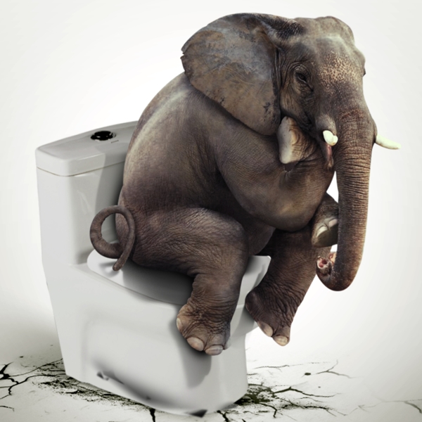 大象坐马桶想坐多久就坐多久