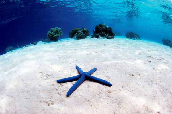 海底潜水海星沙滩