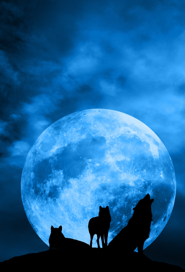 圆月狼群夜景图片