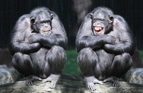 两只坐着的黑猩猩图片