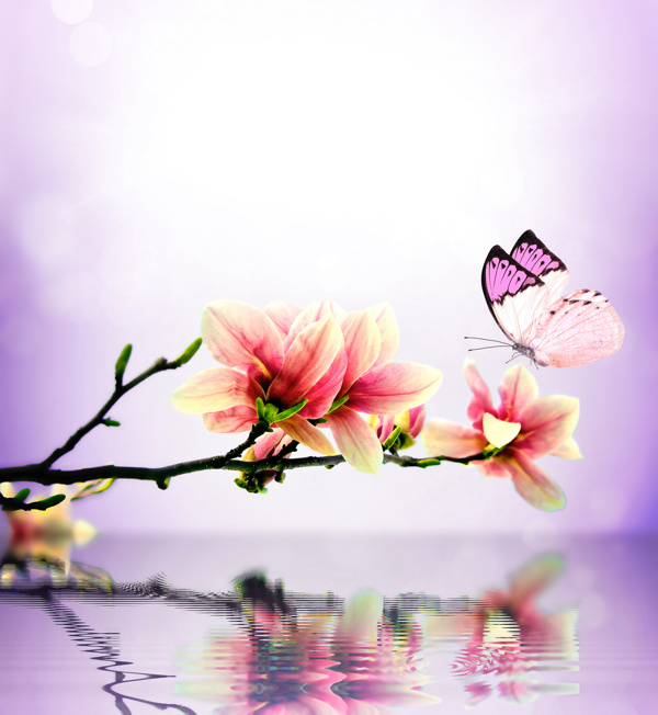 唯美花朵与蝴蝶