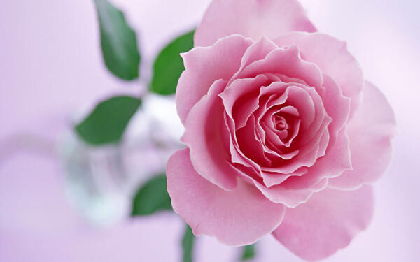 高清粉玫瑰花图片
