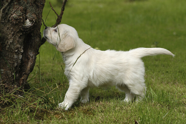 白色宠物狗