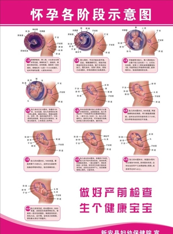 怀孕各阶段示意图图片