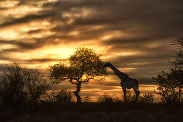 黄昏草原上的长颈鹿