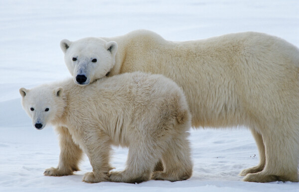 大小北极熊