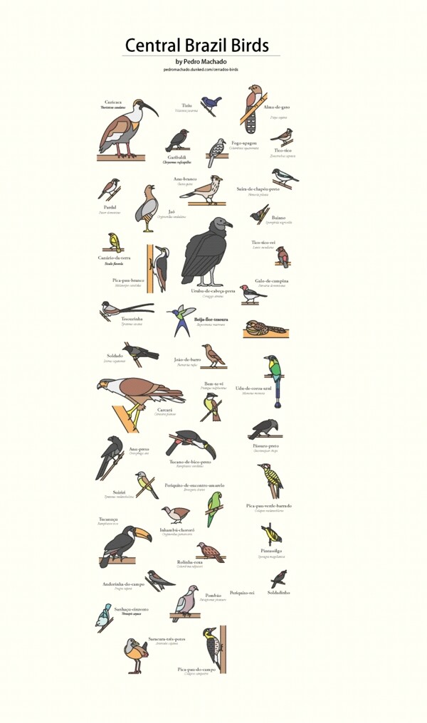 背景元素手绘插图海报杂志素材鸟类介绍