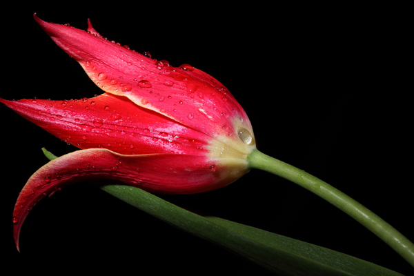 黑夜中的一枝红色花朵图片