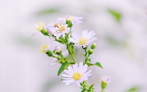 白色的小雏菊